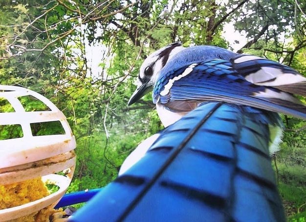 Оптическая иллюзия. На самом деле эти фотографии черно-белые. Только присмотритесь